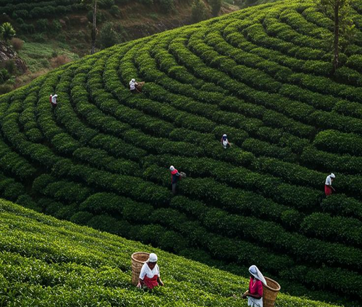 Tea plantation workers